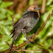 Brown-headed Cowbird
